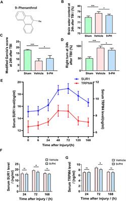 The TRPM4 channel inhibitor 9-phenanthrol alleviates cerebral edema after traumatic brain injury in rats